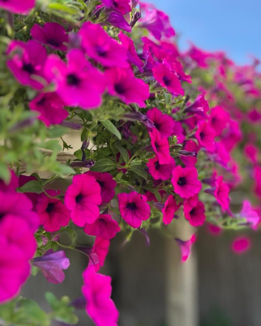Vibrant pink petunias hanging along the farmstand's roofline